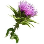 milk-thistle-seeds-100g